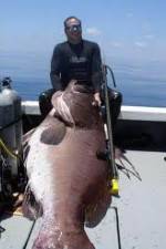 Watch National Geographic: Monster Fish - Nile Giant Letmewatchthis
