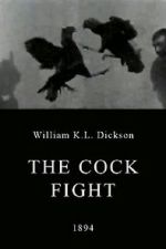 Watch The Cock Fight Online Letmewatchthis