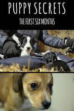 Watch Puppy Secrets: The First Six Months Letmewatchthis