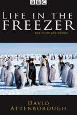 Watch Life in the Freezer Letmewatchthis
