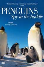 penguins spy in the huddle tv poster