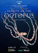 Watch Letmewatchthis Secrets of the Octopus Online