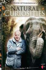 Watch Letmewatchthis Natural Curiosities Online
