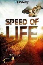 Watch Discovery Channel Speed Of Life Letmewatchthis