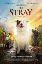 Watch The Stray Letmewatchthis