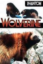 Watch National Geographic Phantom Wolverine Letmewatchthis