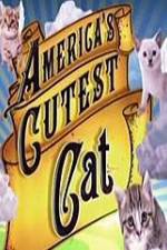 Watch America's Cutest Cat Letmewatchthis