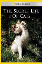 Watch National Geographic The Secret Life of Cats Letmewatchthis