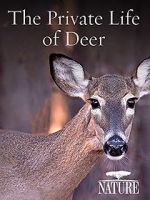 Watch The Private Life of Deer Letmewatchthis