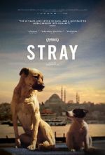 Watch Stray Letmewatchthis