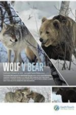 Watch Wolf vs Bear Letmewatchthis