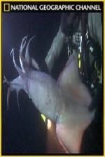 Watch National Geographic Hooked Squid Invasion Letmewatchthis