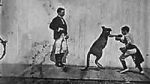 Watch The Boxing Kangaroo (Short 1896) Letmewatchthis