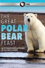 Watch The Great Polar Bear Feast Letmewatchthis