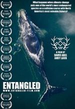Watch Entangled: The Race to Save Right Whales from Extinction Letmewatchthis