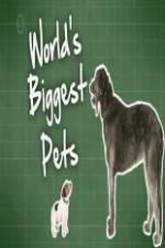 Watch World's Biggest Pets Letmewatchthis