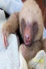 Watch Too Cute! Baby Sloths Letmewatchthis