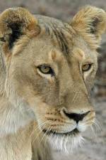 Watch Last Lioness: National Geographic Letmewatchthis