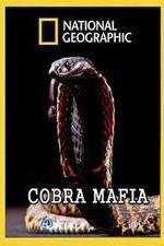 Watch National Geographic Cobra Mafia Letmewatchthis