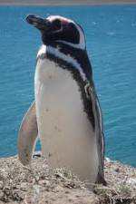 Watch National Geographic Wild Chronicles: Penguins Letmewatchthis