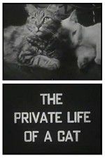 Watch The Private Life of a Cat Letmewatchthis