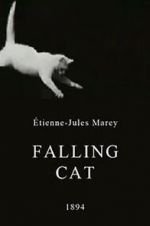 Watch Falling Cat Letmewatchthis
