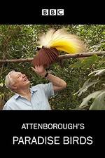 Watch Attenborough's Paradise Birds Letmewatchthis