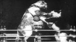 Watch The Boxing Cats (Prof. Welton\'s) Letmewatchthis
