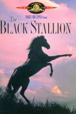 Watch The Black Stallion Letmewatchthis