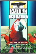Watch PBS Nature - Extraordinary Birds Letmewatchthis