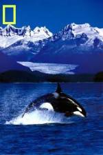 Watch National Geographic Killer Whales Of The Fjord Letmewatchthis