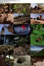 Watch National Geographic Wild - City Of Ants Letmewatchthis