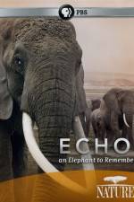 Watch Echo: An Elephant to Remember Letmewatchthis