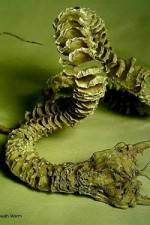 Watch Mongolian Death Worm Letmewatchthis
