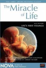 Watch The Miracle of Life Letmewatchthis