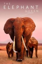 Watch The Elephant Queen Letmewatchthis