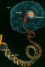 Watch Horizon: Miracle Cure? A Decade of the Human Genome Letmewatchthis