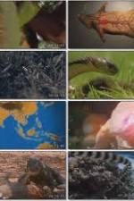 Watch National Geographic Wild : Deadliest Animals Asia Pacific Letmewatchthis