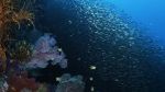 Watch Wild Window: Bejeweled Fishes Letmewatchthis