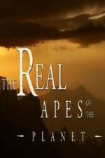Watch The Real Apes of the Planet Letmewatchthis
