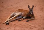 Watch Big Red: The Kangaroo King Letmewatchthis