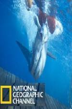 Watch National Geographic Shark Men Surfs Up Letmewatchthis