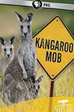 Watch Kangaroo Mob Letmewatchthis