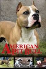 Watch American Pit Bull Letmewatchthis
