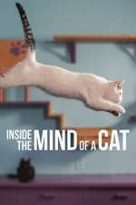 Watch Inside the Mind of a Cat Letmewatchthis