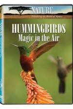 Watch Hummingbirds Magic in the Air Letmewatchthis
