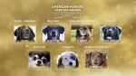Watch American Humane Hero Dog Awards: 10th Anniversary Celebration (TV Special 2020) Letmewatchthis