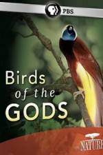 Watch Birds Of The Gods Letmewatchthis