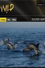 Watch National Geographic Wild Dolphin Army Letmewatchthis