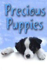 Watch Precious Puppies Letmewatchthis